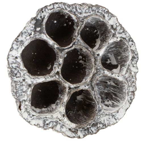 Produkt Lotos Naturalna dekoracyjna butelka z lotosem, biała, myta, 6-8 cm, 50 szt.