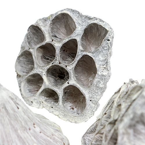 Produkt Lotus Natural Deco Lotus Bulwa Biała Myta 6-8cm 50 szt