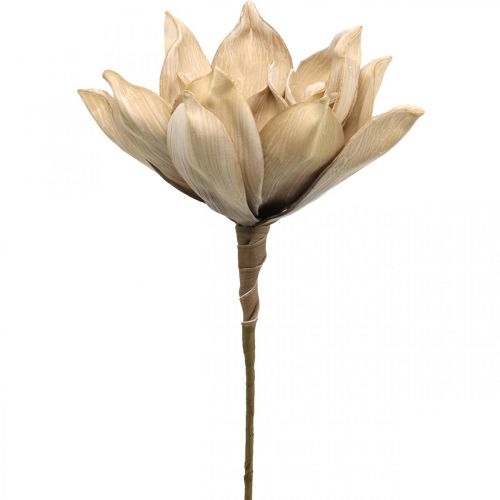 Floristik24 Kwiat lotosu, dekoracja z kwiatu lotosu, sztuczna roślina beżowa L66cm