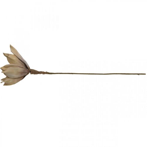 Floristik24 Kwiat lotosu, dekoracja z kwiatu lotosu, sztuczna roślina beżowa L66cm