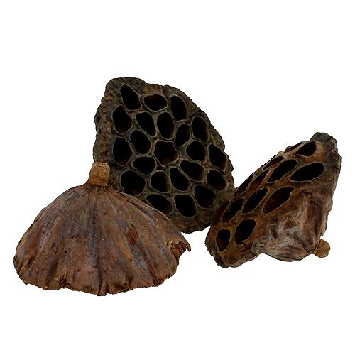 Produkt Kolby Lotos duże 100 sztuk naturalne