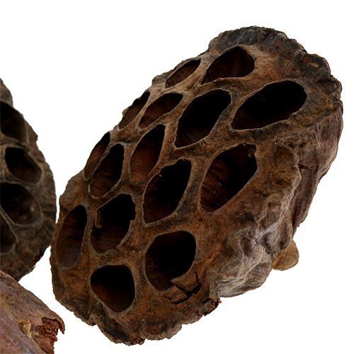 Produkt Kolby Lotos duże 100 sztuk naturalne