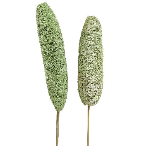 Produkt Luffa duża na patyku zielona 25 szt