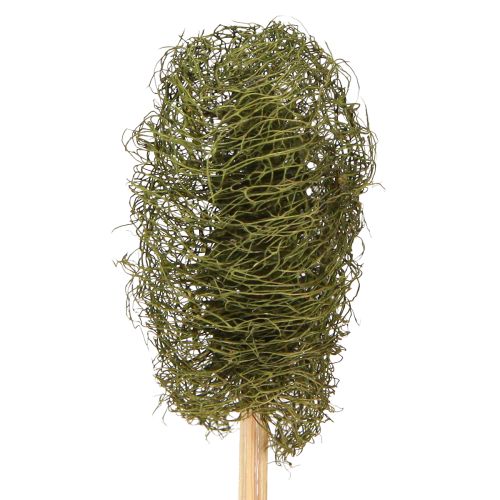 Floristik24 Luffa mała na patyku gąbka ogórek ciemnozielony 5-7cm 25 szt