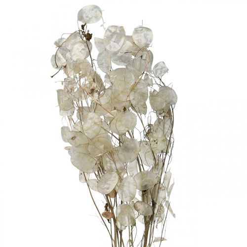 Produkt Lunaria suszone kwiaty fiołka księżycowego srebrzysty liść suszony 60-80cm 30g