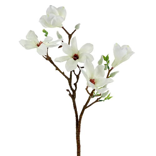 Floristik24 Magnolia Biała 51cm 3szt.