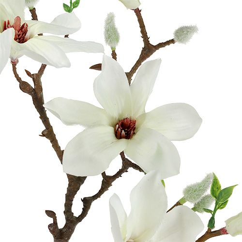 Floristik24 Magnolia Biała 51cm 3szt.