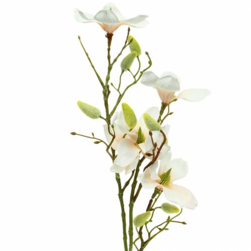 Produkt Magnolia Brzoskwinia 85 cm