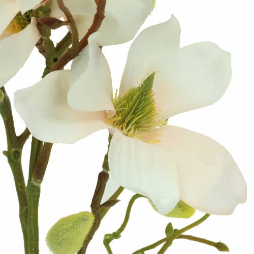 Produkt Magnolia Brzoskwinia 85 cm