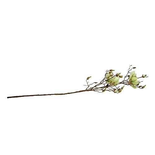 Floristik24 Gałązka magnolii zielona L110cm