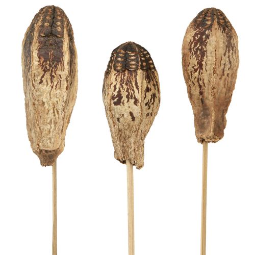 Floristik24 Strąki Mahoniowe Sucha Dekoracja Naturalna 45cm 50 szt