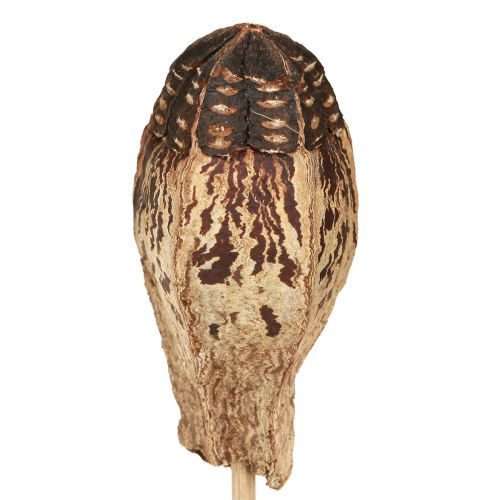 Produkt Strąki Mahoniowe Sucha Dekoracja Naturalna 45cm 50 szt