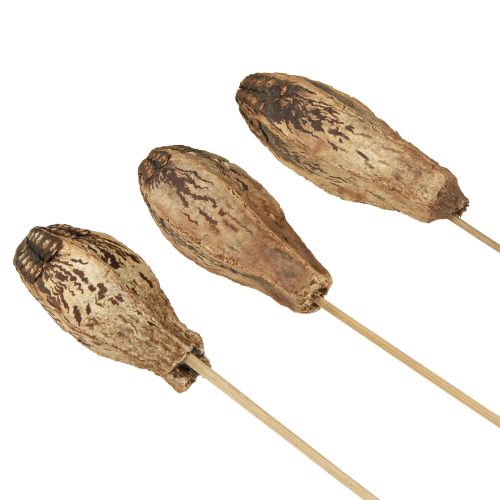 Produkt Strąki Mahoniowe Sucha Dekoracja Naturalna 45cm 50 szt