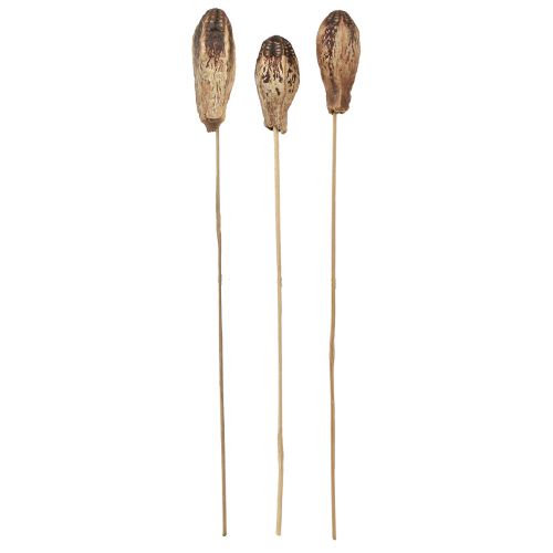 Produkt Strąki Mahoniowe Sucha Dekoracja Naturalna 45cm 50 szt