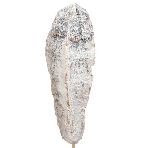Produkt Strąki mahoniu sucha dekoracja naturalna biel 45cm 50 szt