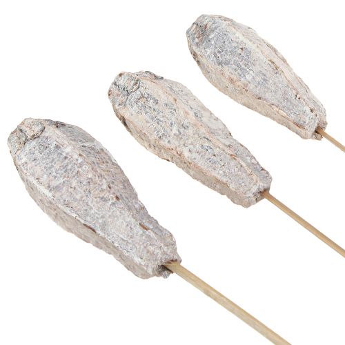 Produkt Strąki mahoniu sucha dekoracja naturalna biel 45cm 50 szt