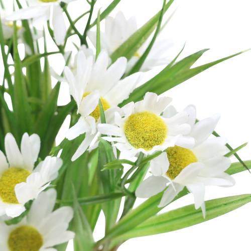 Floristik24 Bukiet stokrotek z ozdobną trawą 37cm