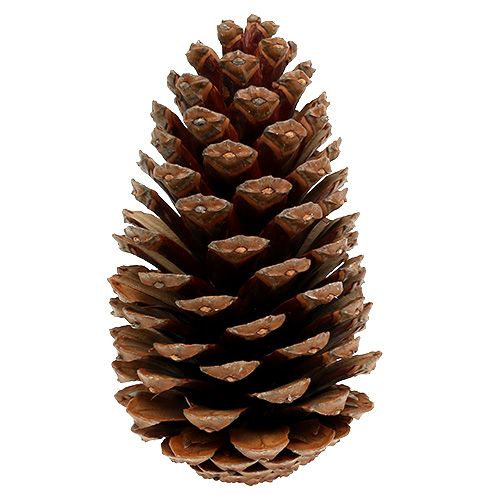 Floristik24 Szyszki Maritima 14/18 naturalne 25 szt