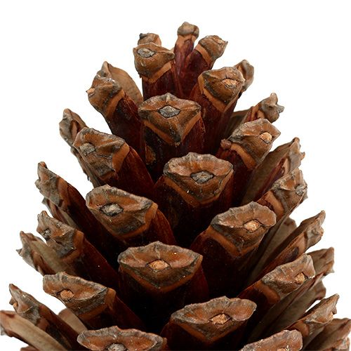 Floristik24 Szyszki Maritima 14/18 naturalne 25 szt