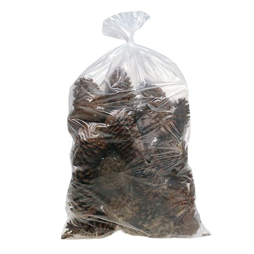 Szyszki Maritima 14/18 naturalne 25 szt | Floristik24.pl