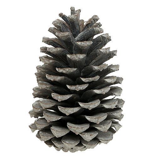 Produkt Szyszki Maritima 10cm - 14cm bielone 25 szt
