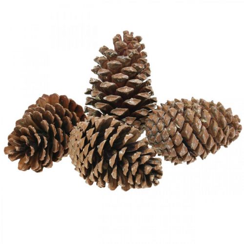 Produkt Szyszki Maritima, florystyka żałobna, dekoracja adwentowa, produkt naturalny W12-15cm Ø6,5-10cm 50 sztuk