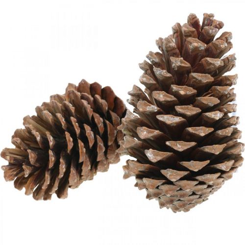 Produkt Szyszki Maritima, florystyka żałobna, dekoracja adwentowa, produkt naturalny W12-15cm Ø6,5-10cm 50 sztuk