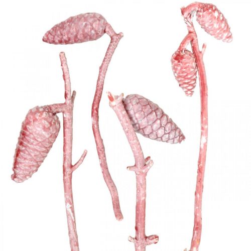 Produkt Szyszka morska na gałęzi różowo-biała woskowana 400g