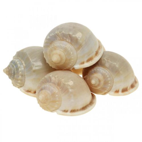 Floristik24 Dekoracja morska muszle ślimaków ślimaki morskie 4–8cm 10 szt