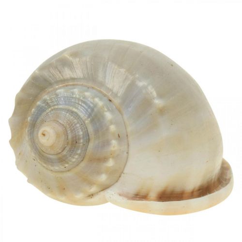 Floristik24 Dekoracja morska muszle ślimaków ślimaki morskie 4–8cm 10 szt
