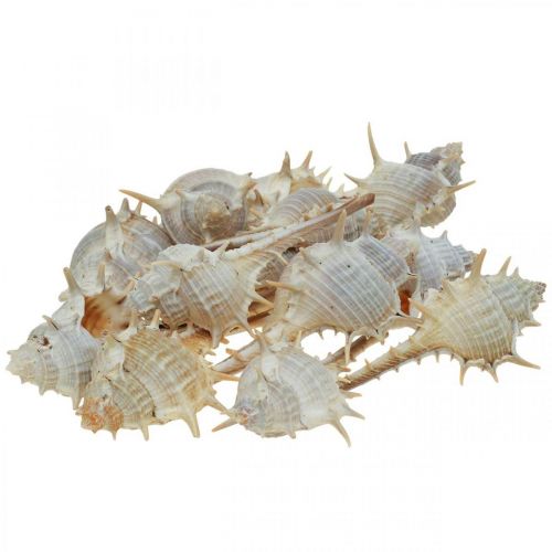 Floristik24 Dekoracja morska muszle ślimaków kolczasty ślimak 3-6cm 1kg