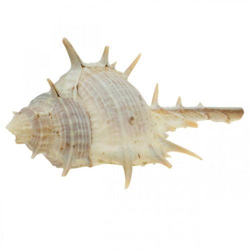 Produkt Dekoracja morska muszle ślimaków kolczasty ślimak 3-6cm 1kg