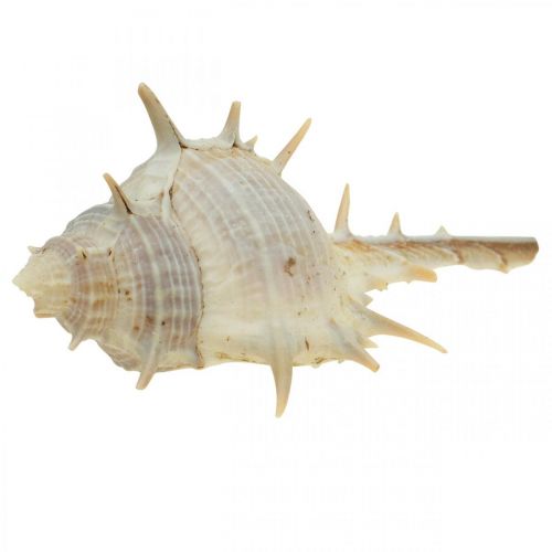 Floristik24 Dekoracja morska muszle ślimaków kolczasty ślimak 3-6cm 1kg