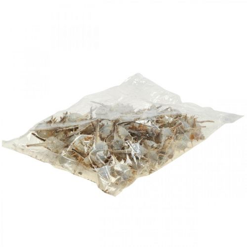 Floristik24 Dekoracja morska muszle ślimaków kolczasty ślimak 3-6cm 1kg