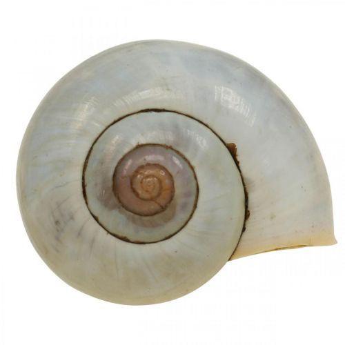 Produkt Dekoracja morska muszla ślimaka naturalne ślimaki puste 2-5cm 1kg