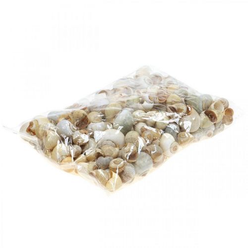 Floristik24 Dekoracja morska muszla ślimaka naturalne ślimaki puste 2-5cm 1kg