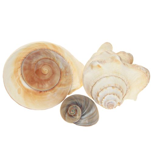 Produkt Muszla ślimaka morskiego, morska naturalna, 400g