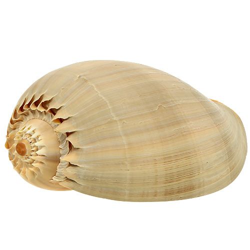 Floristik24 Melo Roller Snail Shell Natural 20cm - 22cm