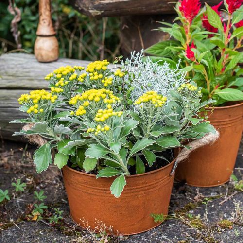 Floristik24 Doniczka metalowa z uchwytami ze sznurka, miska na rośliny, jesień, patyna Ø22cm W12cm