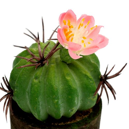 Floristik24 Kaktus mini z kwiatami H9-12cm 4szt.