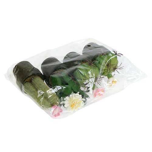 Floristik24 Kaktus mini z kwiatami H9-12cm 4szt.