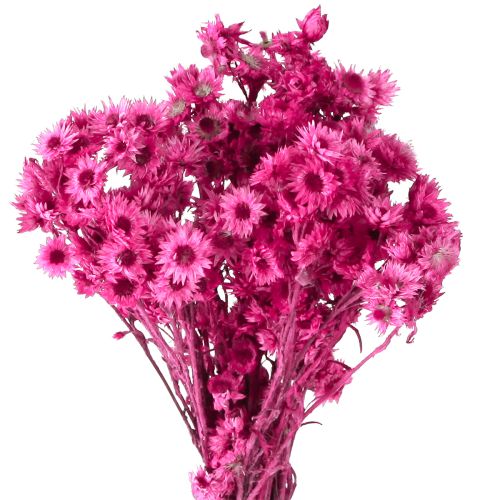 Produkt Mini Kwiat Słomy Różowy Suszony Kwiat Kwiat Rock H20cm 15g