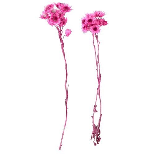 Produkt Mini Kwiat Słomy Różowy Suszony Kwiat Kwiat Rock H20cm 15g