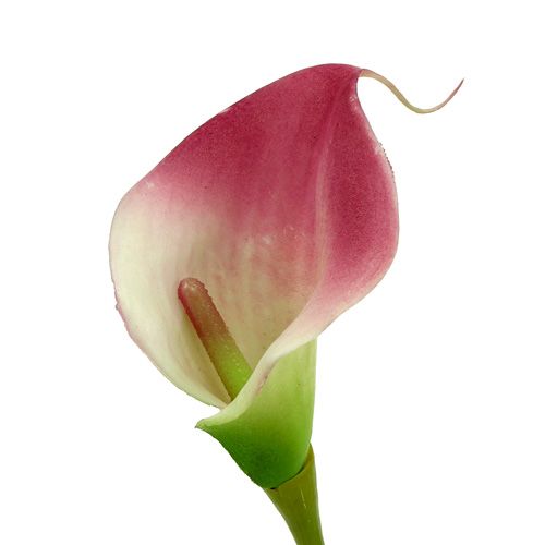 Produkt Mini kalia sztuczna 28cm Erika, kremowa 12 szt