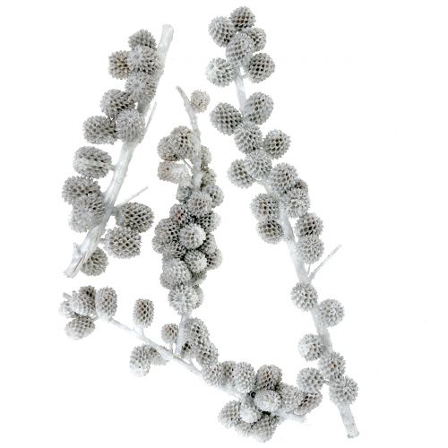 Floristik24 Casuarina szyszki na gałęzi biało-szare woskowane 250g