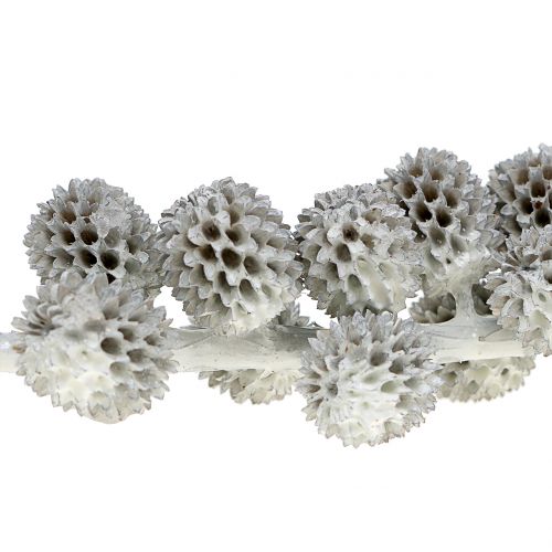 Floristik24 Casuarina szyszki na gałęzi biało-szare woskowane 250g