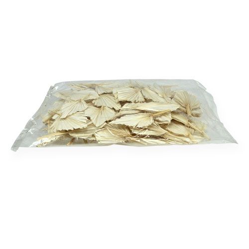 Floristik24 Palm włócznia mini krótka bielona 50 szt