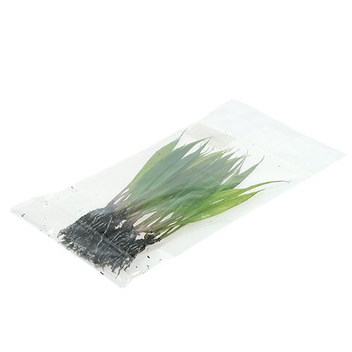 Floristik24 Mini trawa z korzeniami 18cm zielona 6szt