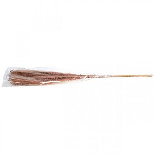 Produkt Trawa sucha długa różowa trawa pierzasta Miskant dekoracyjny 75cm 10 szt