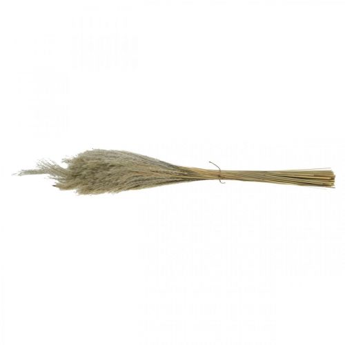 Produkt Trawa sucha Miskant 55-75cm Trawa pierzasta naturalna 100 szt